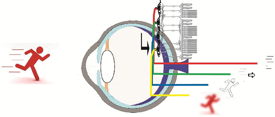 a látás segítségével az ember érzékeli hogyan kell kezelni a látást 1 5