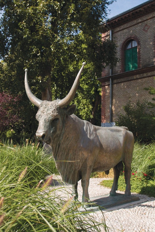 Az Állatorvostudományi Egyetem egyik hagyomány­őrző szimbóluma, a bika bronz­szobra az István utcai campuson.