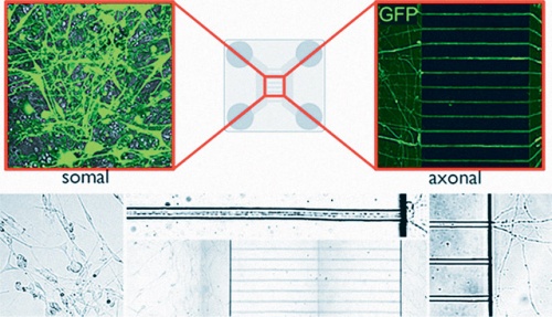 Kétkomponensű mikrofluid primer idegsejtkultúrák a T3-szállítódás vizsgálatához.
