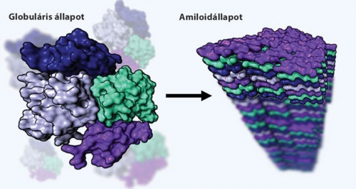 Egy fehérje bioaktív globuláris, valamint amiloiddá rendeződött formája.