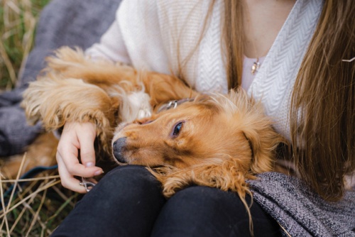 A kutyatulajdonosok elmondása szerint a két legfontosabb dolog, amit a kutyától kapnak: a feltétlen szeretet és a fizikai kontaktus.