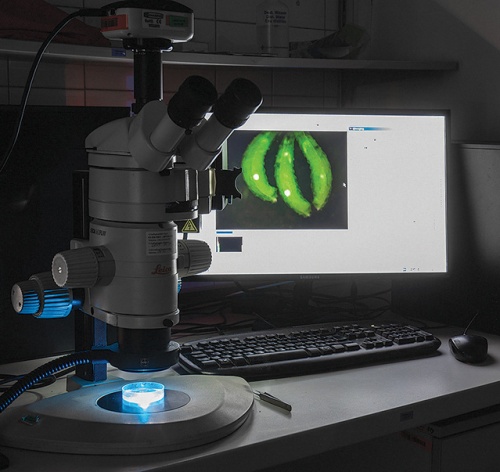 Zöld fluoreszcens fehérjét kifejező Drosophila melanogaster lárvák vizsgálata