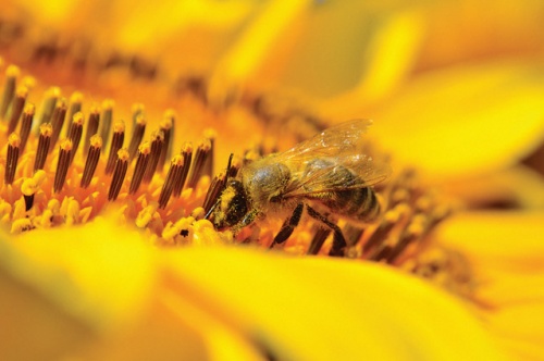 Bizonyos, széles körben alkalmazott növényvédő szer hatóanyagcsoport hozzájárul a beporzók eltűnéséhez. A méhek az időjárási anomáliákra is érzékenyen reagálnak.