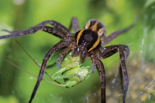 A pókok ökológiai jelentőségét az adja, hogy ragadozóként, általánosságban véve, az egyik legfontosabb ízeltlábú-gyérítő szervezetek.